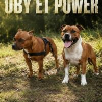 Chiots staffie lof disponibles #3