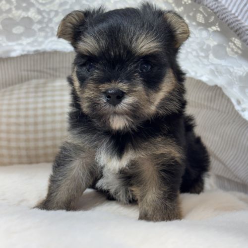Charlie, femelle york/bichon maltais naine #5
