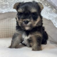 Charlie, femelle york/bichon maltais naine #5
