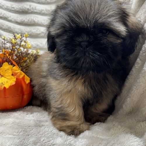 Ben, mâle type shih tzu fauve uni disponible #1