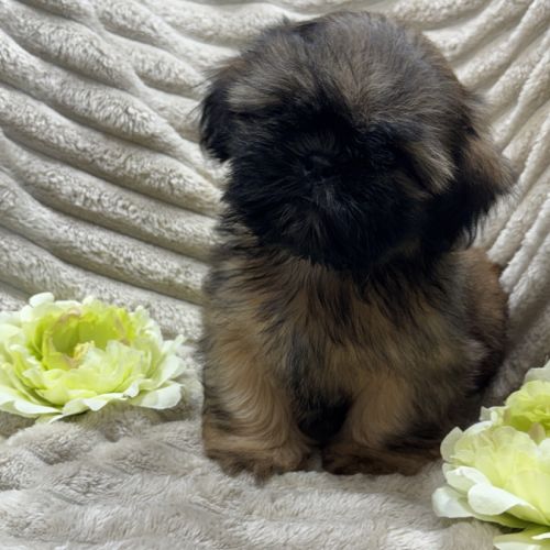 Ben, mâle type shih tzu fauve uni disponible #2
