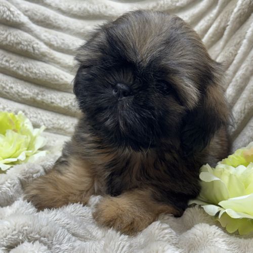 Ben, mâle type shih tzu fauve uni disponible #0