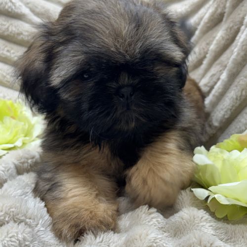 Ben, mâle type shih tzu fauve uni disponible #4