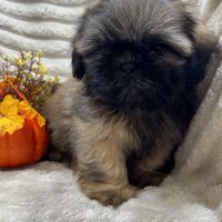 Ben, mâle type shih tzu fauve uni disponible #1