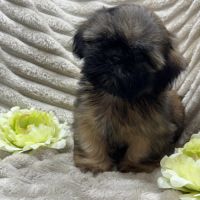 Ben, mâle type shih tzu fauve uni disponible #2