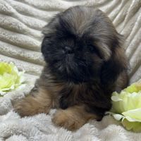 Ben, mâle type shih tzu fauve uni disponible
