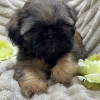 Ben, mâle type shih tzu fauve uni disponible #4