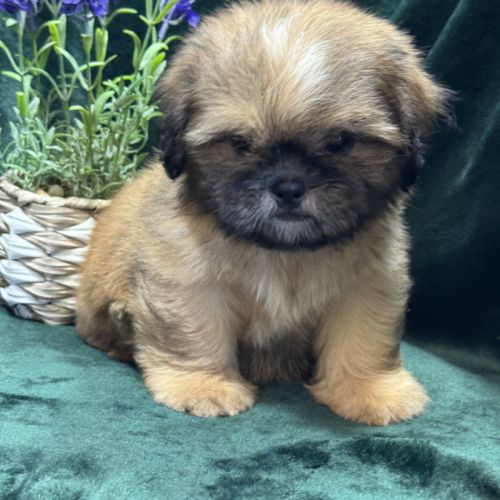 Baloo, mâle type shih tzu fauve uni disponible #2