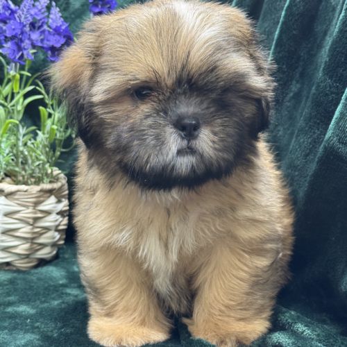 Baloo, mâle type shih tzu fauve uni disponible #0