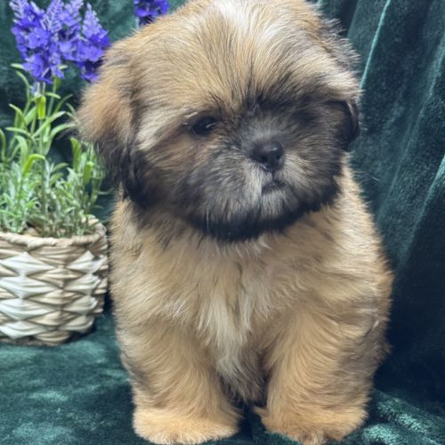 Baloo, mâle type shih tzu fauve uni disponible #5