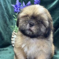 Baloo, mâle type shih tzu fauve uni disponible #1