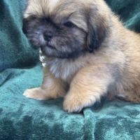 Baloo, mâle type shih tzu fauve uni disponible #3