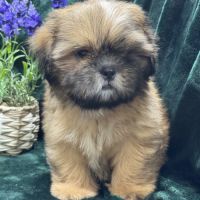 Baloo, mâle type shih tzu fauve uni disponible