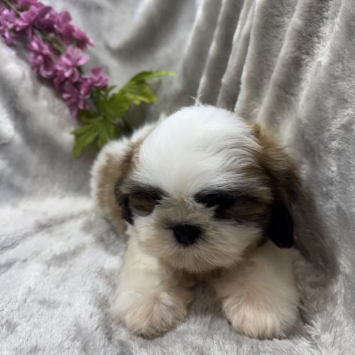 Disponible, benz,mâle type shih tzu fauve et blanc #0