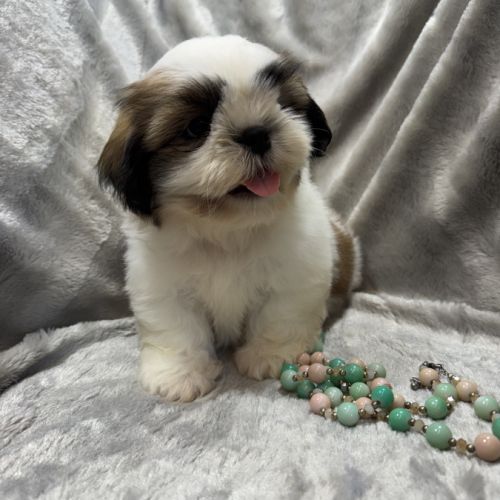Disponible, benz,mâle type shih tzu fauve et blanc #4