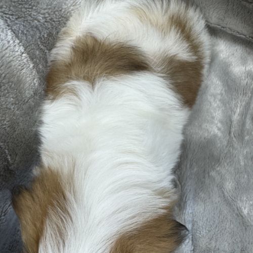Disponible, benz,mâle type shih tzu fauve et blanc #5