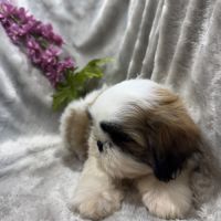 Disponible, benz,mâle type shih tzu fauve et blanc #2