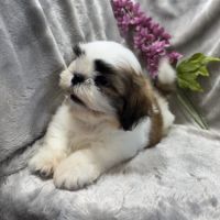 Disponible, benz,mâle type shih tzu fauve et blanc #3