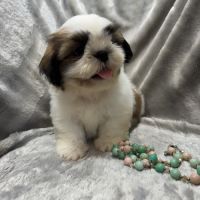Disponible, benz,mâle type shih tzu fauve et blanc #4
