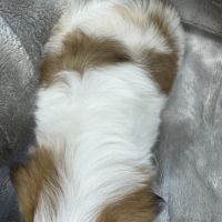Disponible, benz,mâle type shih tzu fauve et blanc #5