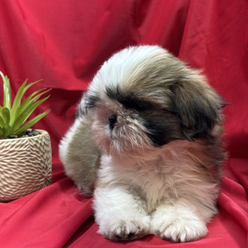 Bandit, mâle type shih tzu ,fauve et blanc #2