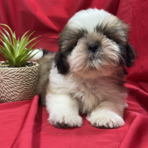 Bandit, mâle type shih tzu ,fauve et blanc #4