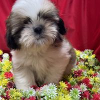 Bandit, mâle type shih tzu ,fauve et blanc