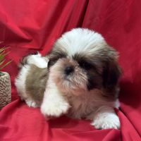 Bandit, mâle type shih tzu ,fauve et blanc #3