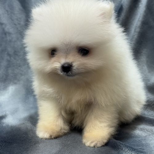 Bonux, mâle type spitz extra nain poméranien #2