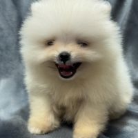 Bonux, mâle type spitz extra nain poméranien #1