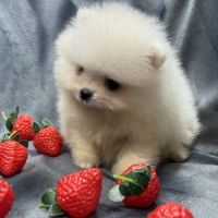 Bonux, mâle type spitz extra nain poméranien #3