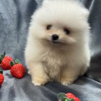 Bonux, mâle type spitz extra nain poméranien