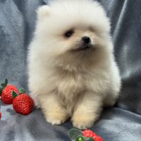 Bonux, mâle type spitz extra nain poméranien #5