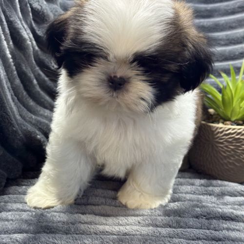 Obélix, mâle type shih tzu fauve et blanc