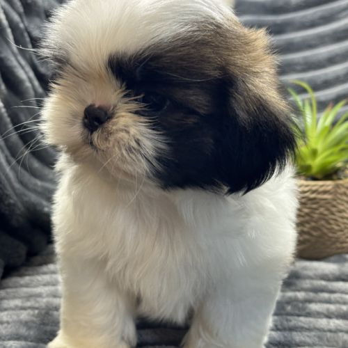 Obélix, mâle type shih tzu fauve et blanc #2