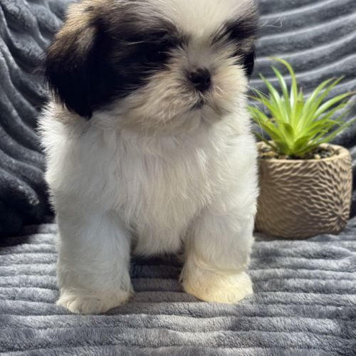 Obélix, mâle type shih tzu fauve et blanc #3
