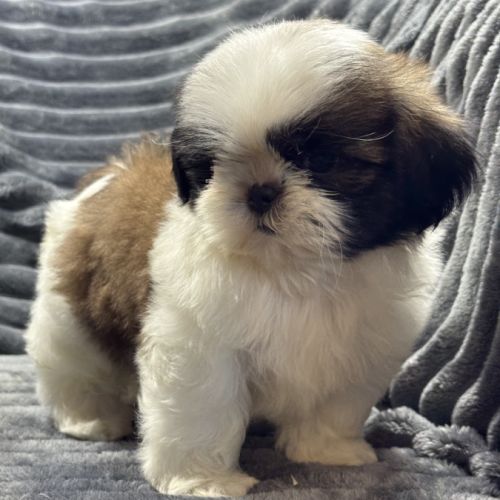 Obélix, mâle type shih tzu fauve et blanc #4