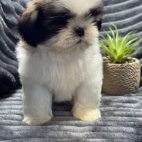 Obélix, mâle type shih tzu fauve et blanc #3