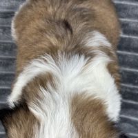 Obélix, mâle type shih tzu fauve et blanc #5