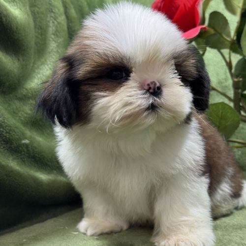 Bosco, mâle type shih tzu fauve et blanc