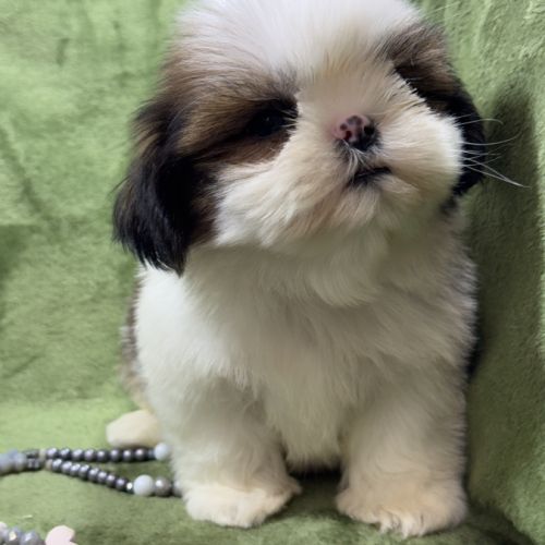 Bosco, mâle type shih tzu fauve et blanc #2