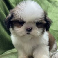 Bosco, mâle type shih tzu fauve et blanc #3