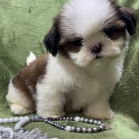 Bosco, mâle type shih tzu fauve et blanc #4