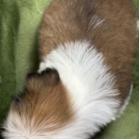 Bosco, mâle type shih tzu fauve et blanc #5
