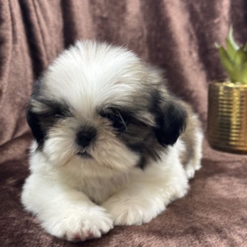 Romy, femelle type shih tzu fauve et blanc #1