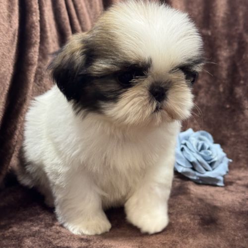 Romy, femelle type shih tzu fauve et blanc #4