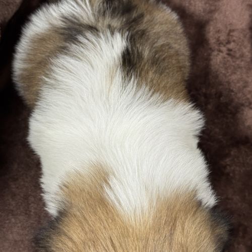 Romy, femelle type shih tzu fauve et blanc #5