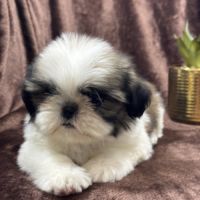 Romy, femelle type shih tzu fauve et blanc #1