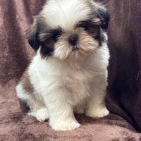 Romy, femelle type shih tzu fauve et blanc #2