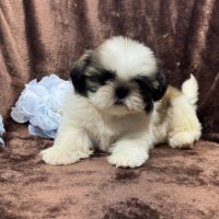 Romy, femelle type shih tzu fauve et blanc #0